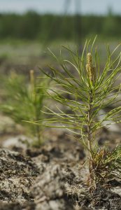 Close-up photo of a small tree recently planted