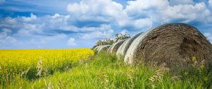 A row of hay bales in a field on a sunny day